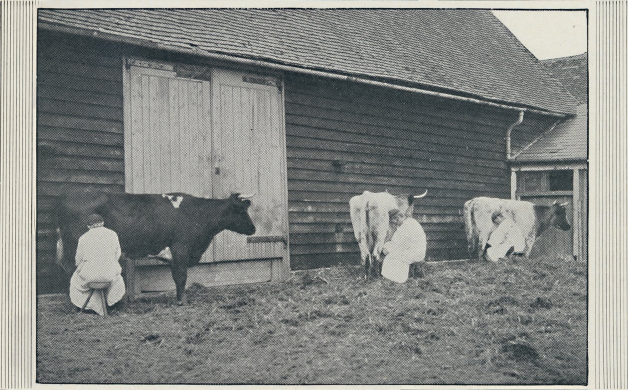 Mungere le mucche, 1910 da Pictorial Agency
