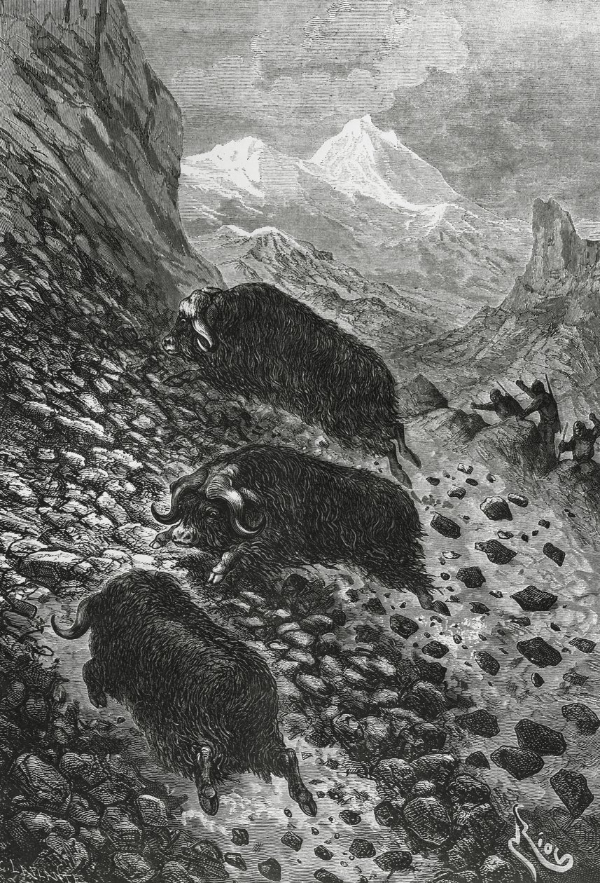 Bue muschiato, xilografia di Edouard Riou da Blaise Nicolas Le Sueur
