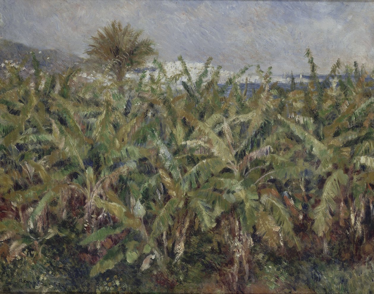 Campo di alberi di banane da Pierre Auguste Renoir