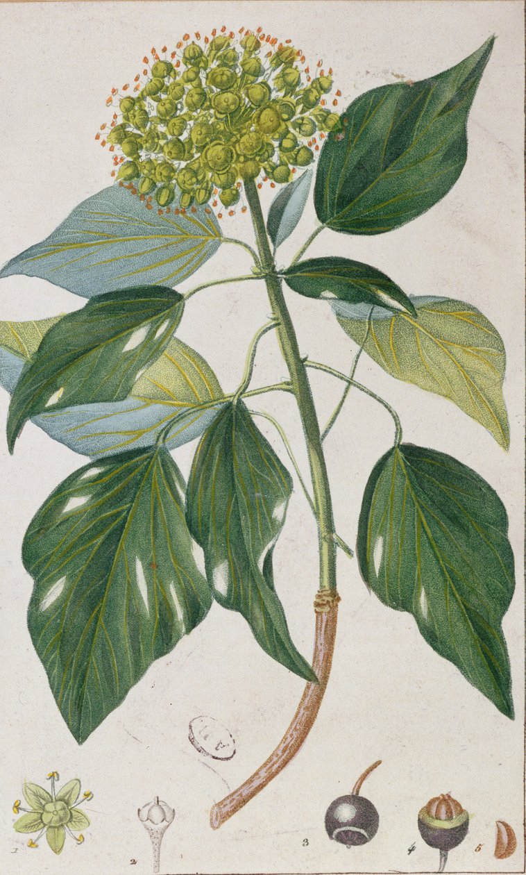Edera Rampicante, tavola botanica, c.1820 da Pierre Jean Francois Turpin