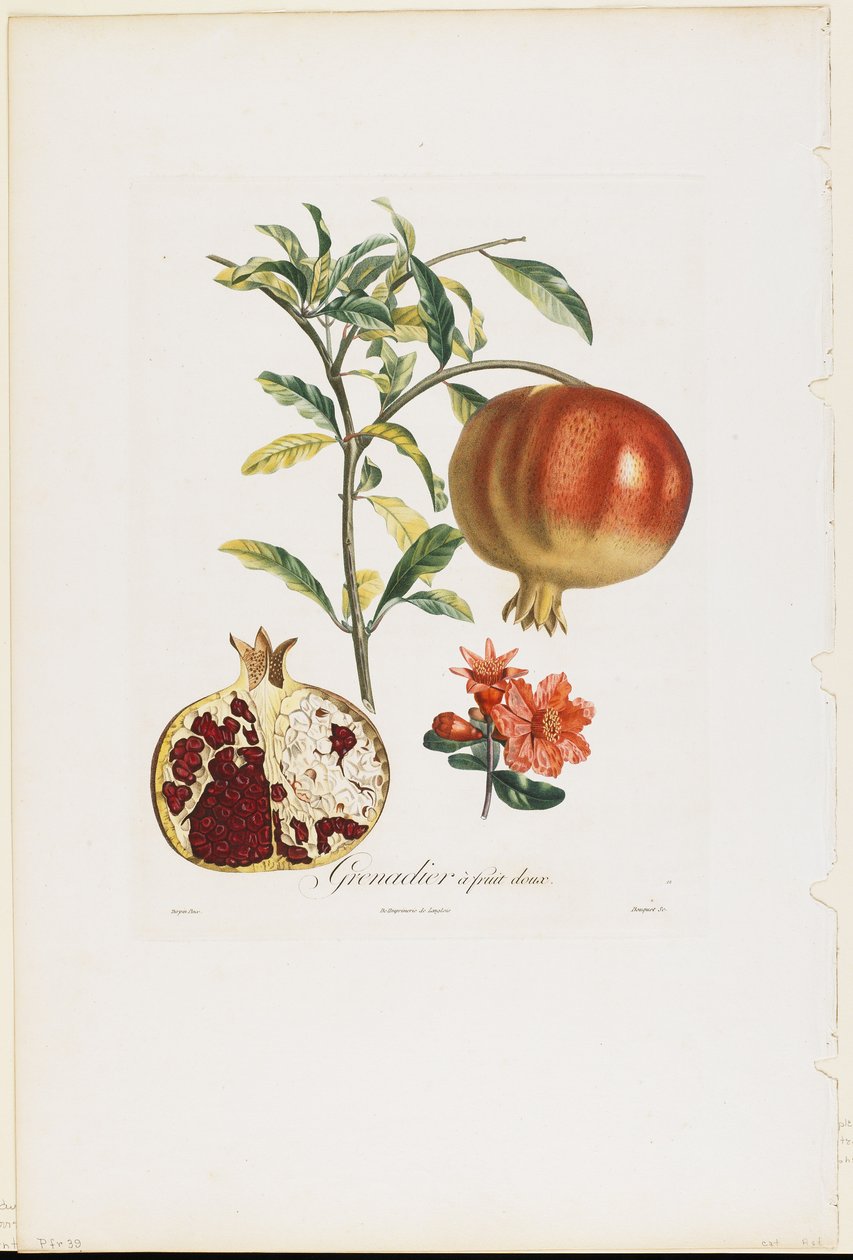 Grenadier a fruit doux, da Traite des Arbres Fruitiers, 1807-35 da Pierre Jean Francois Turpin