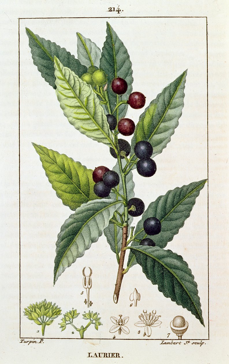 Alloro, tavola botanica, c.1810 da Pierre Jean Francois Turpin