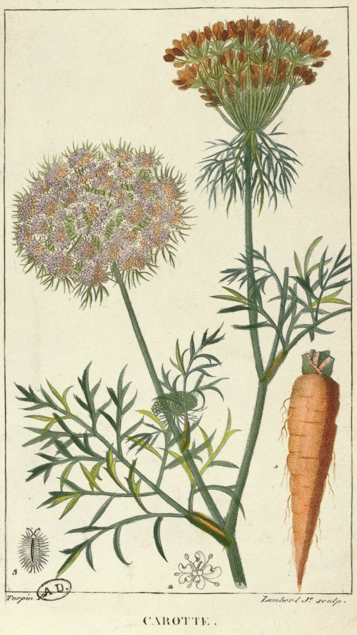 La carota, inciso da Lambert da Pierre Jean Francois Turpin