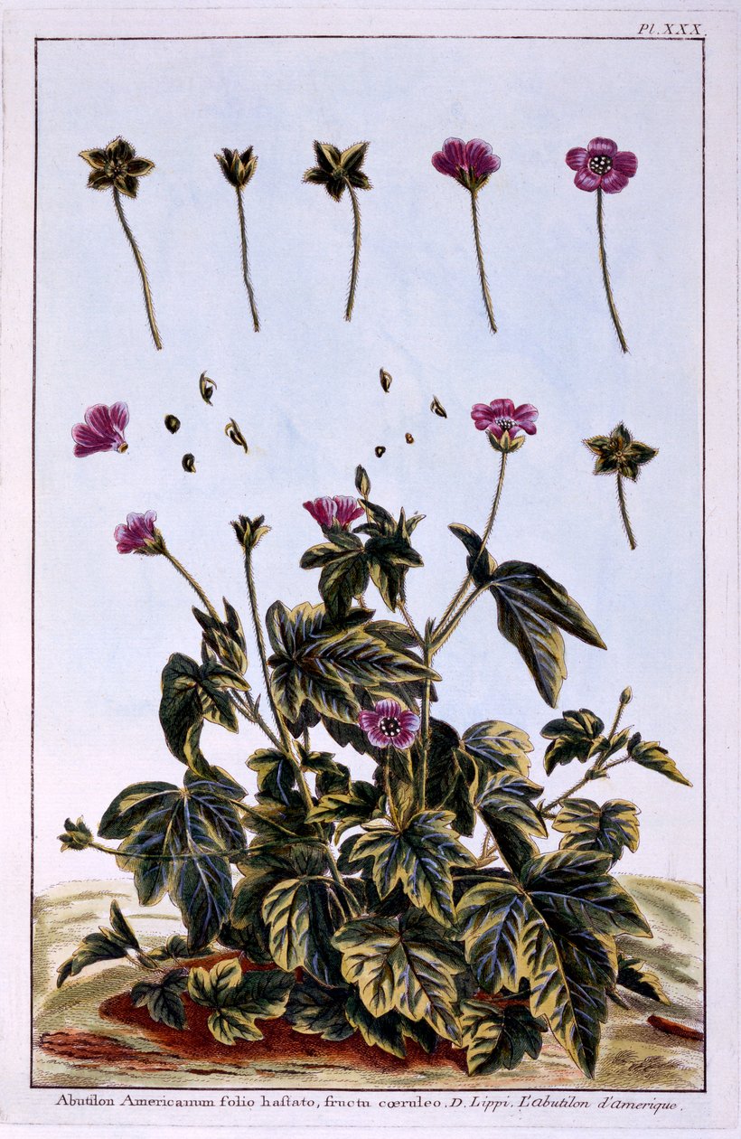 Acero fiorito o malva indiana da Pierre Joseph Buchoz