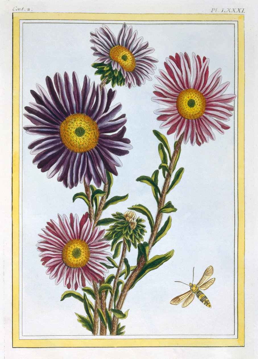 Margherita di Livingstone Dorothanthus, c.1776 da Pierre Joseph Buchoz