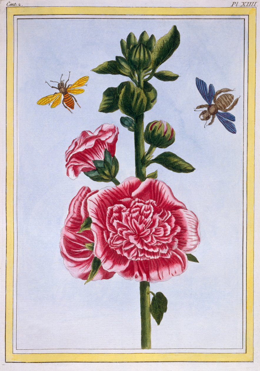 Passerose (Alcea), c.1776 da Pierre Joseph Buchoz
