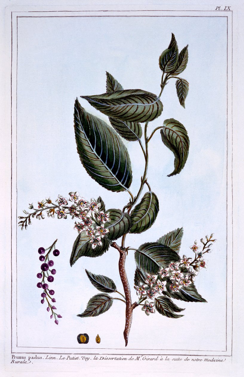 Prunus padus o ciliegio degli uccelli, illustrazione da 