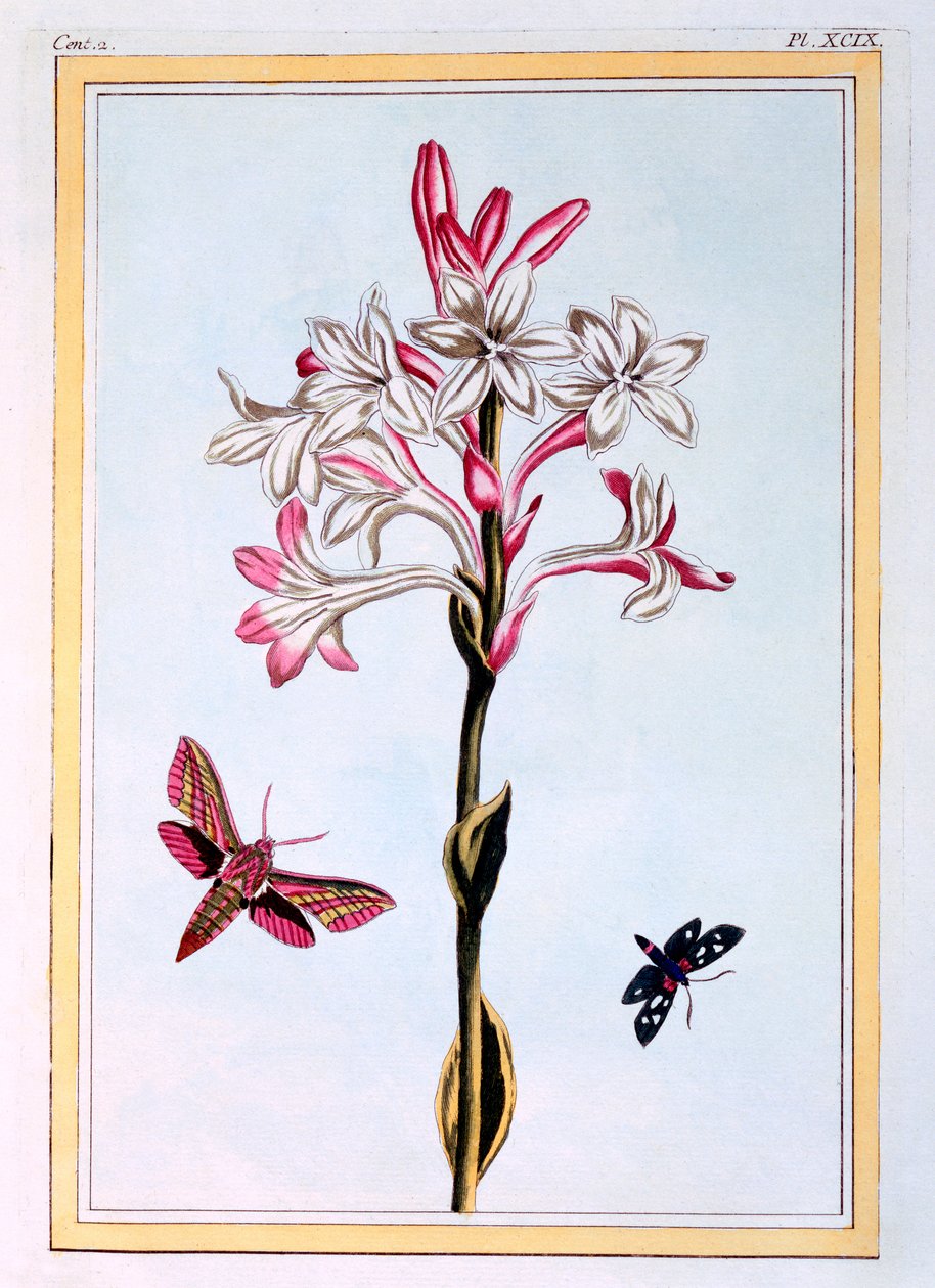 Tuberosa, c.1766 da Pierre Joseph Buchoz