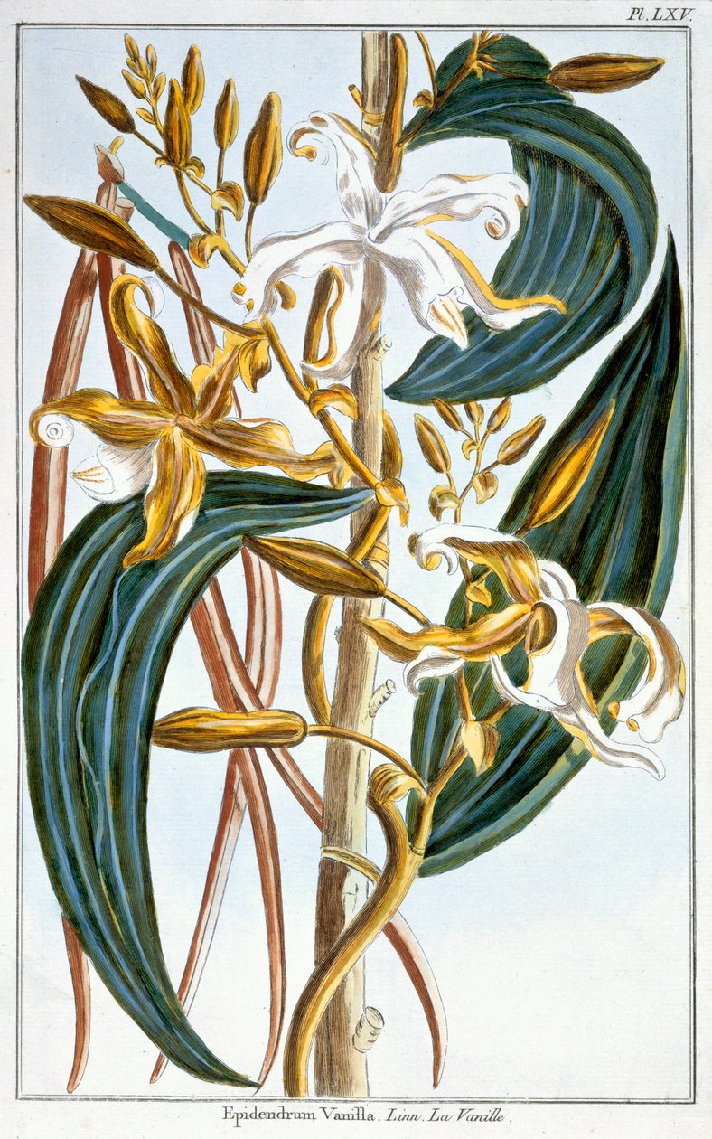 Baccelli di vaniglia, tavola 65, da 