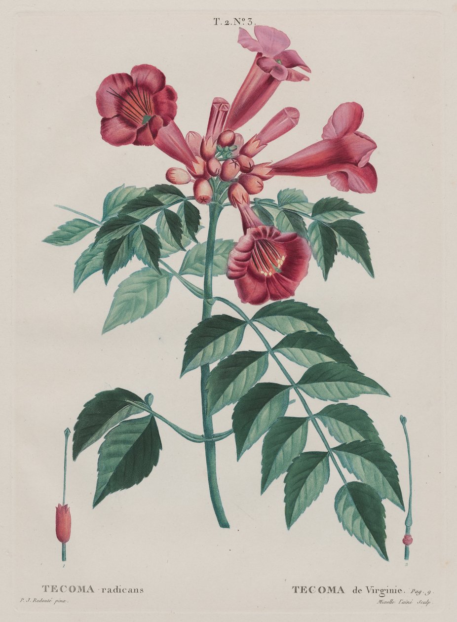 (Campsis radicans Trombetta rampicante) da Pierre Joseph Redouté
