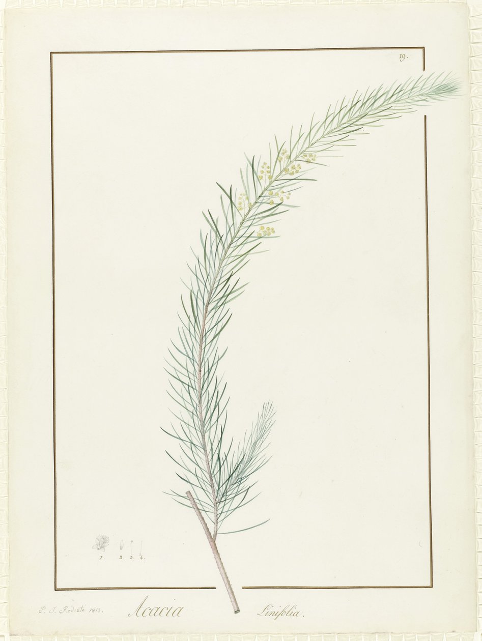 Acacia Linifolia, 1813 da Pierre Joseph Redouté