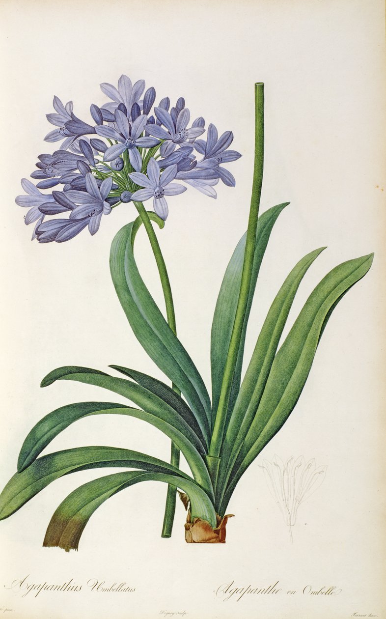 Agapanthus umbrellatus, da 