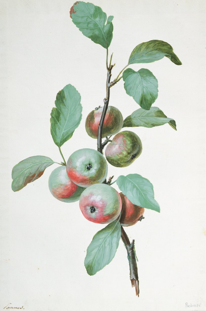 Mele da Pierre Joseph Redouté