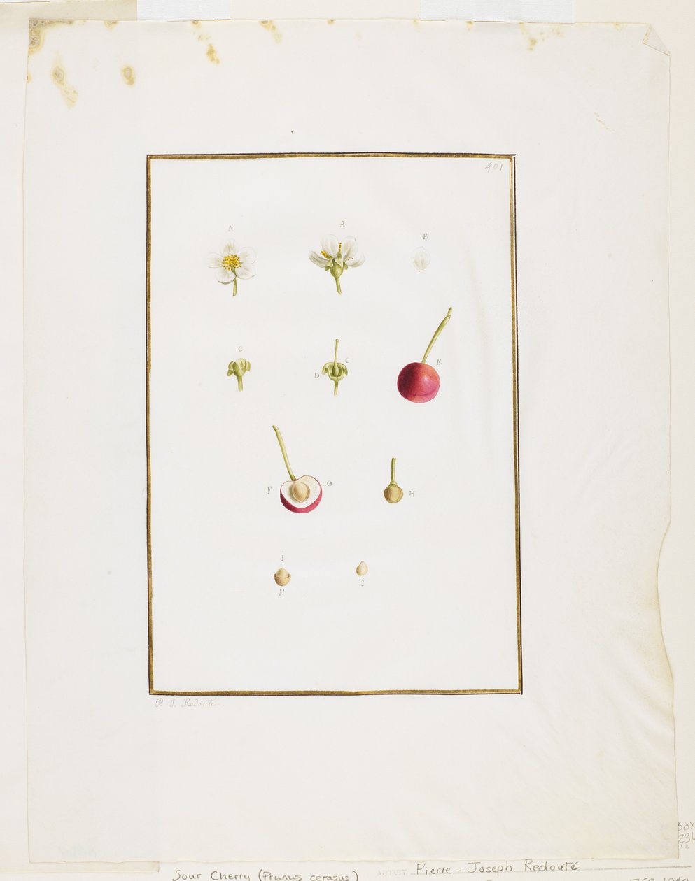 Dissezione Botanica: Ciliegio Acido (Prunus cerasus), c. 1778-90 da Pierre Joseph Redouté