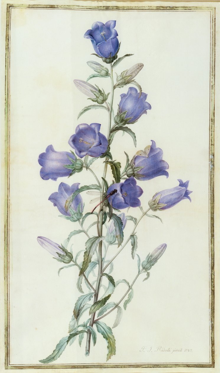 Campanula: Medium (Campanula dei giardini) 1787 da Pierre Joseph Redouté