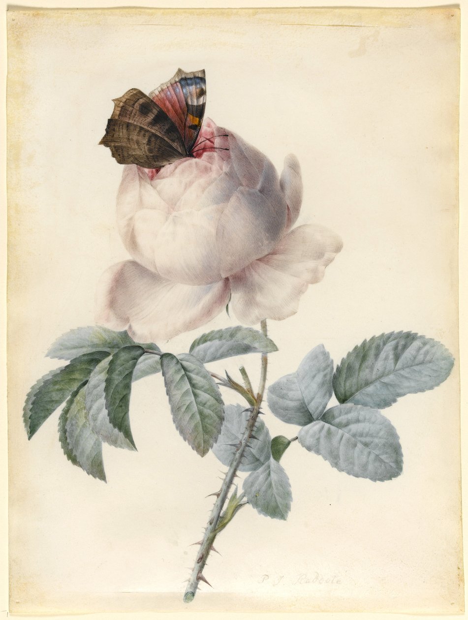 Rosa Centifolia con Farfalla Pavone da Pierre Joseph Redouté