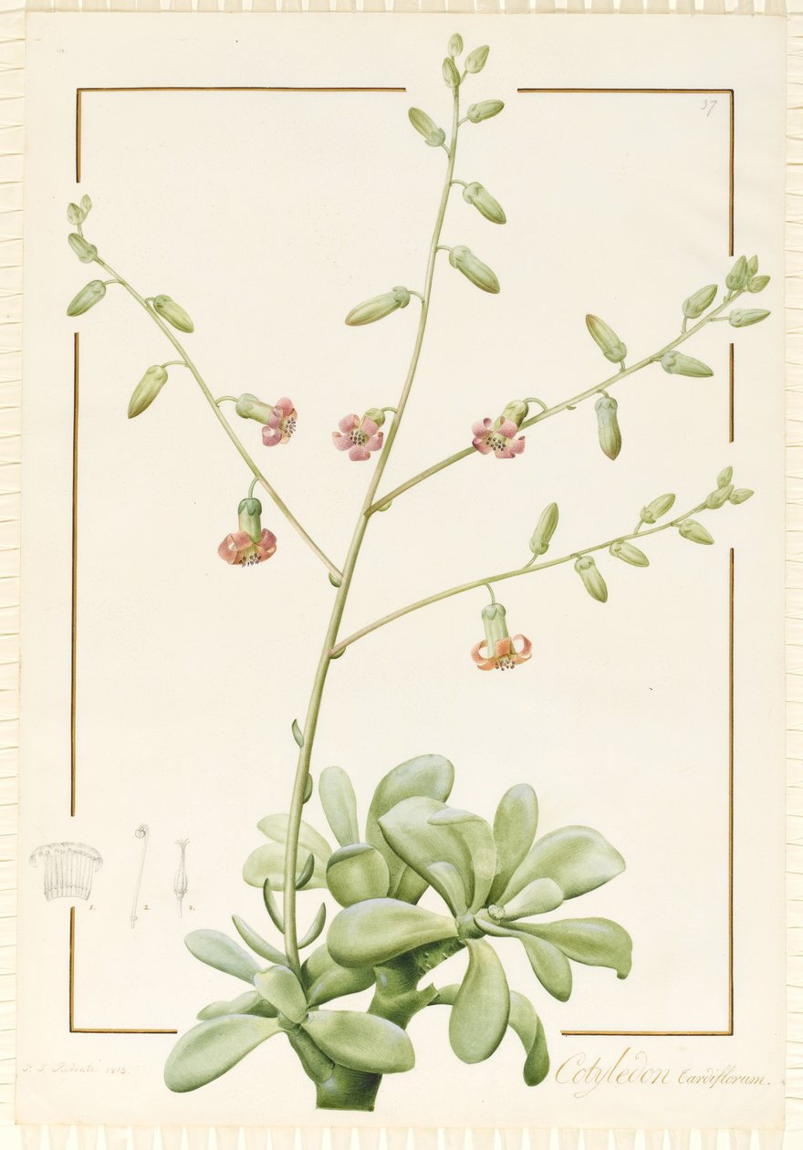 Cotyledon Cardiflorum, 1813 da Pierre Joseph Redouté