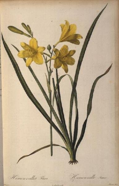 Hemerocallis Flava, da Les Liliacees da Pierre Joseph Redouté