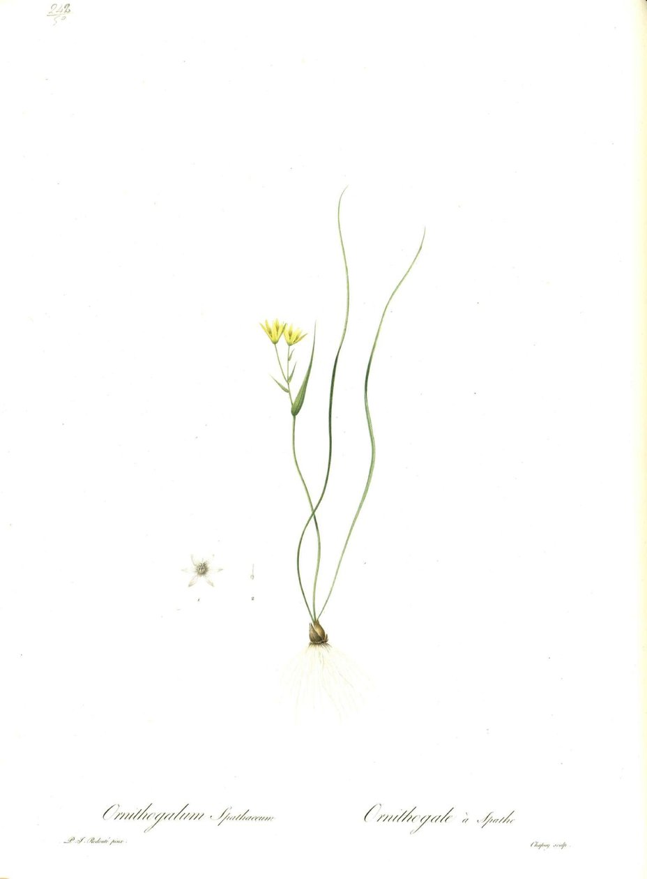 Illustrazione di Gagea spathacea (Orig. Ornithogalum spathaceum) da Pierre Joseph Redouté