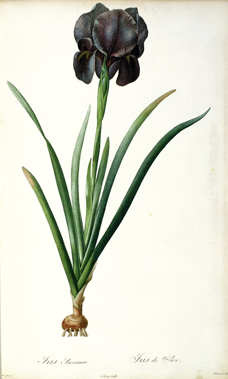 Iris Luxiana, da 