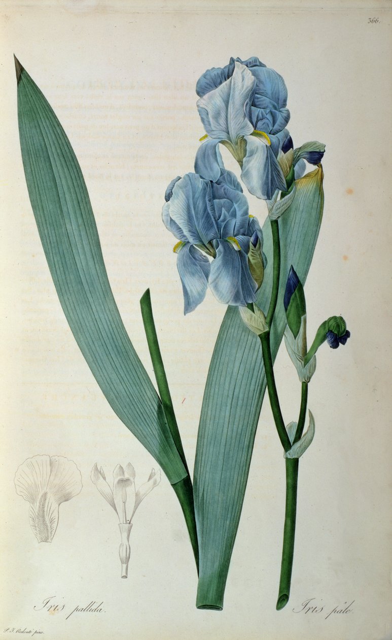Iris Pallida, da 