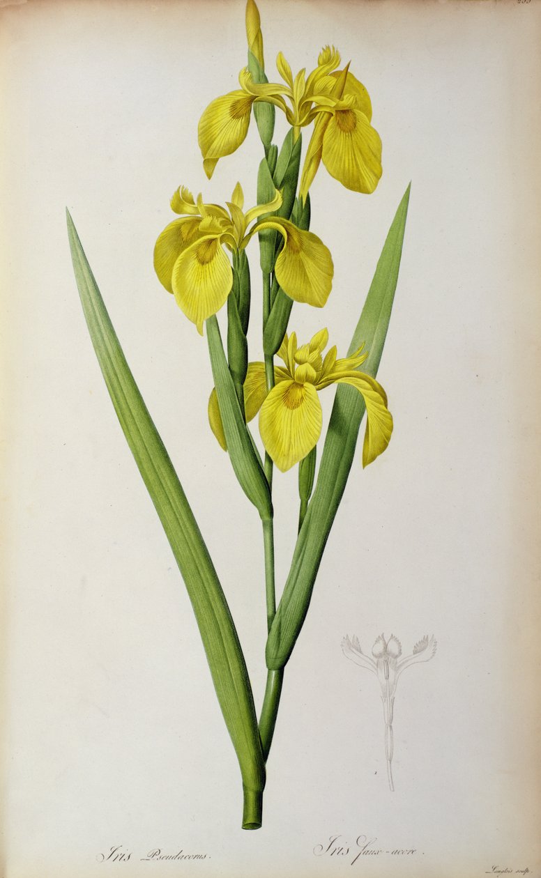 Iris Pseudacorus, da 