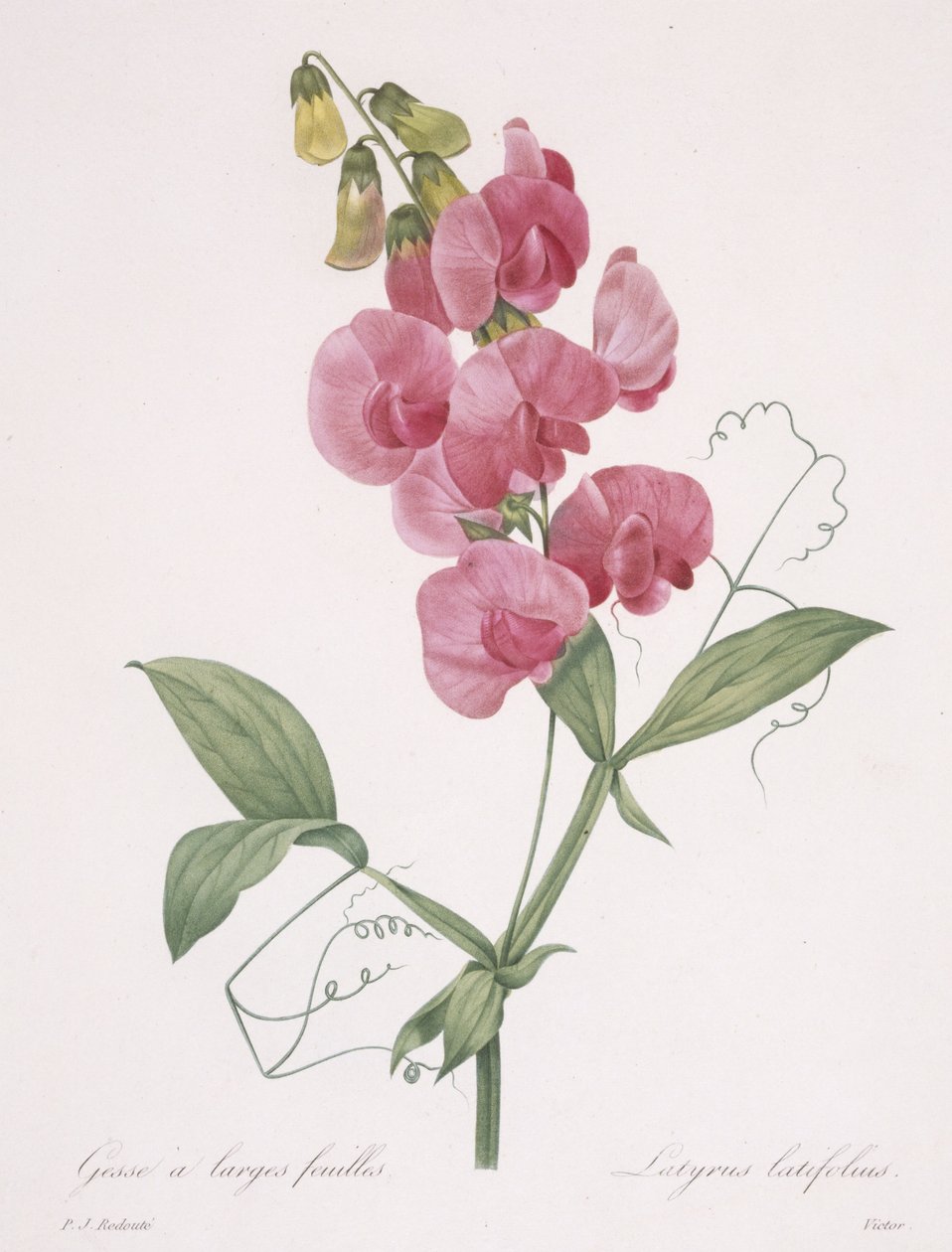 Lathyrus latifolius (Pisello perenne), 1827 da Pierre Joseph Redouté
