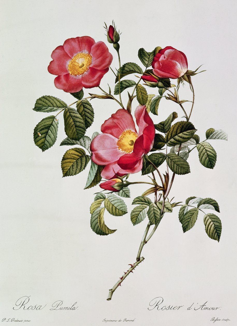 Les Roses de Thory. Rosa Pumilia da Pierre Joseph Redouté
