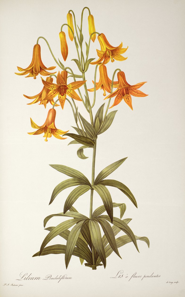 Lilium Penduliflorum, da 