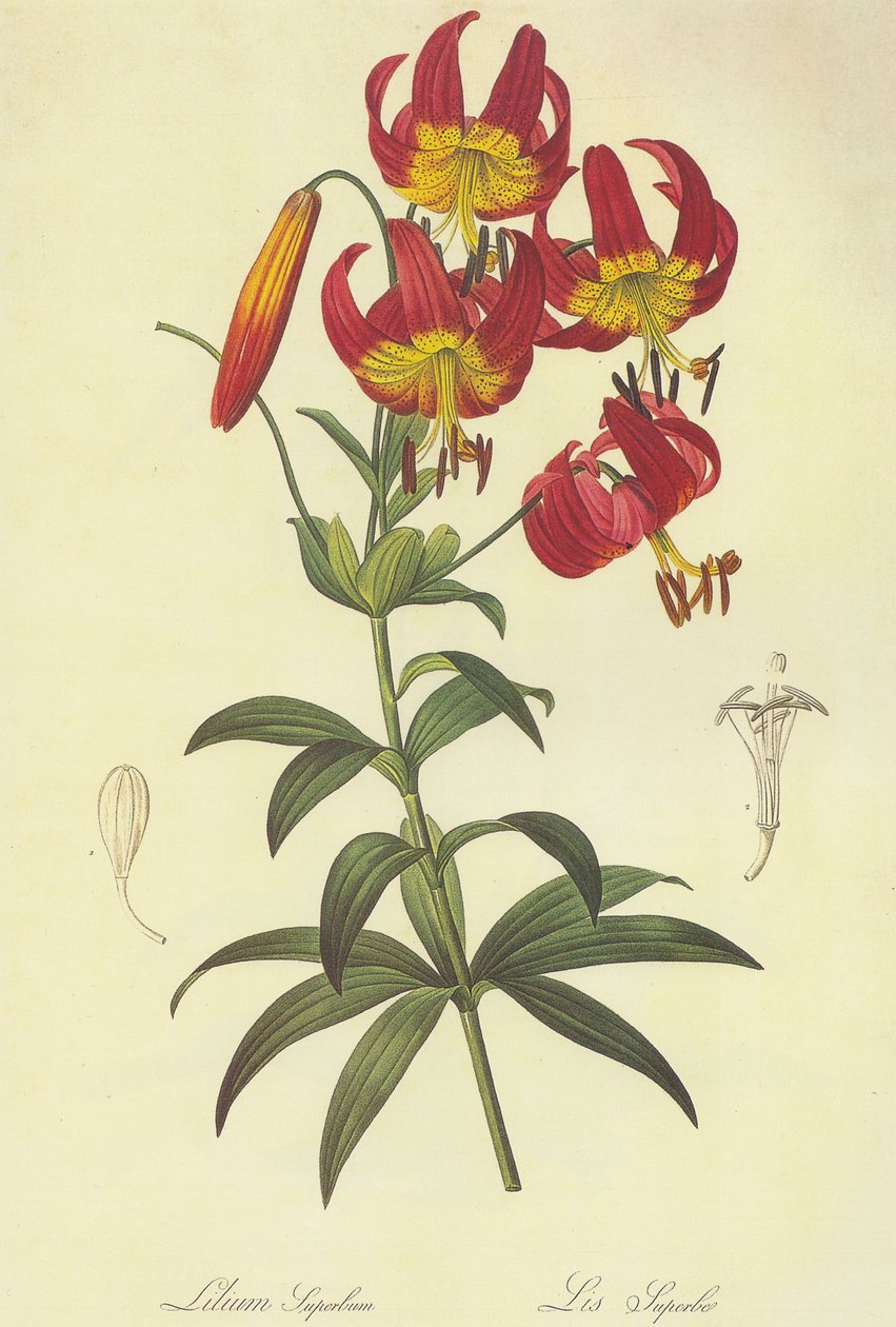 Lilium superbum da Pierre Joseph Redouté