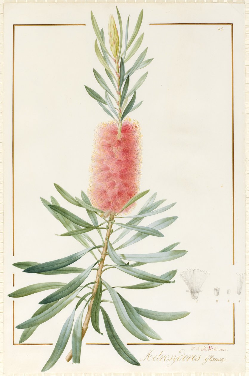 Metrosideros Glauca, 1812 da Pierre Joseph Redouté