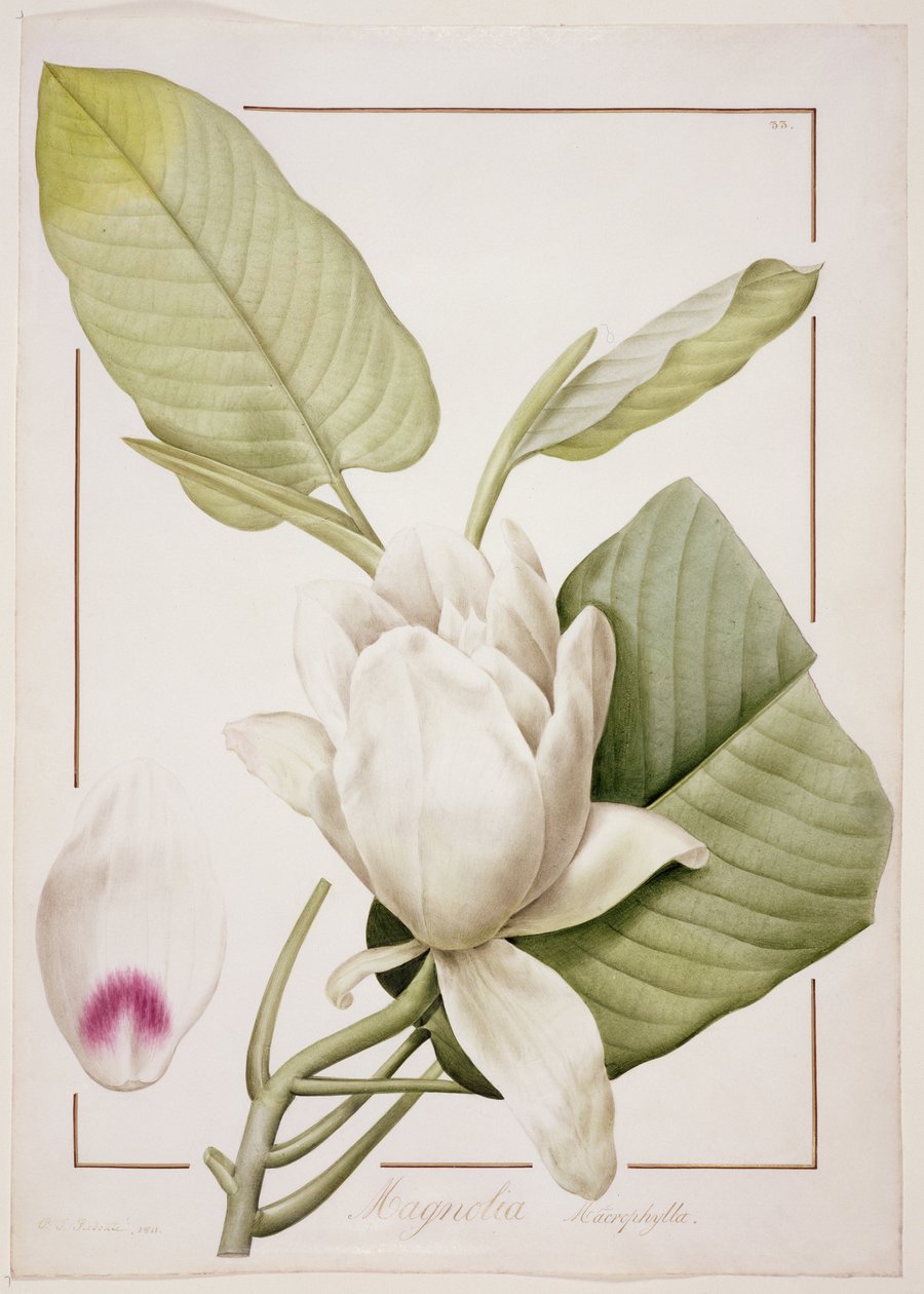 Magnolia macrophylla, 1811 da Pierre Joseph Redouté