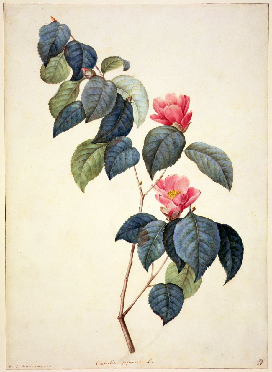 PD.21-1960 Camellia Japonica, 1793 da Pierre Joseph Redouté