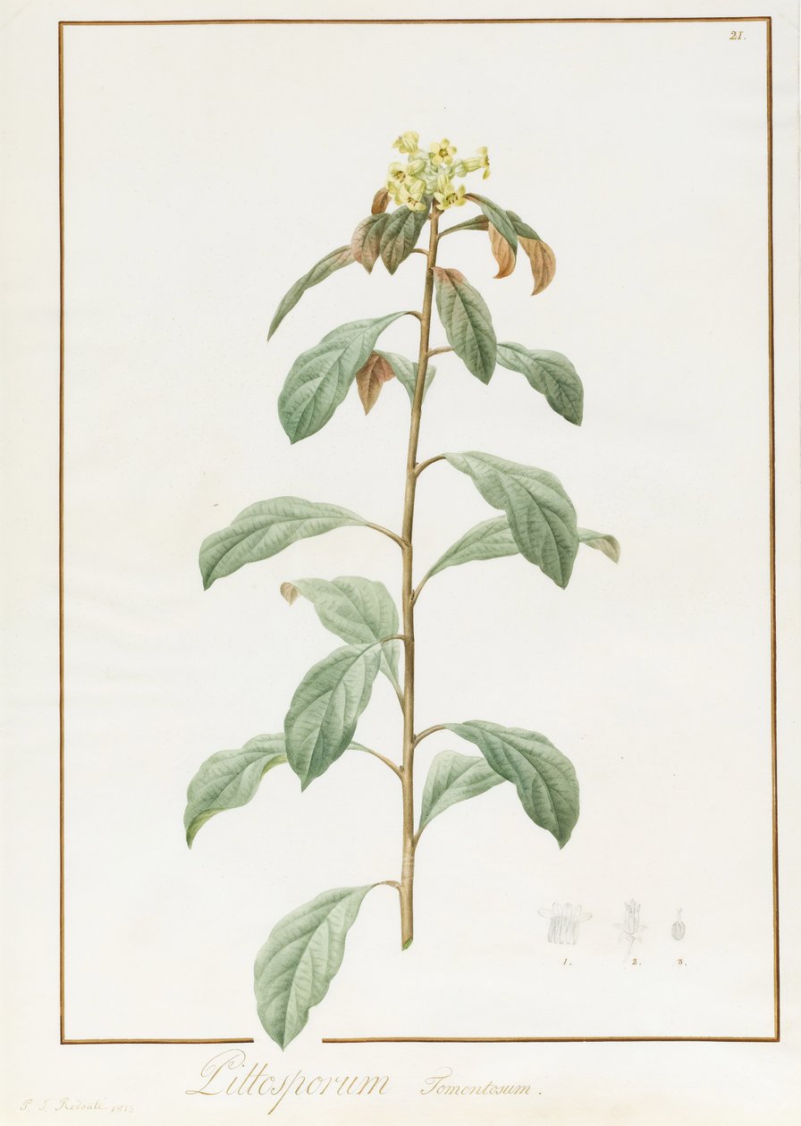 Paeonia Moutan var. B. Paeonia Suffruticosa, 1812 da Pierre Joseph Redouté