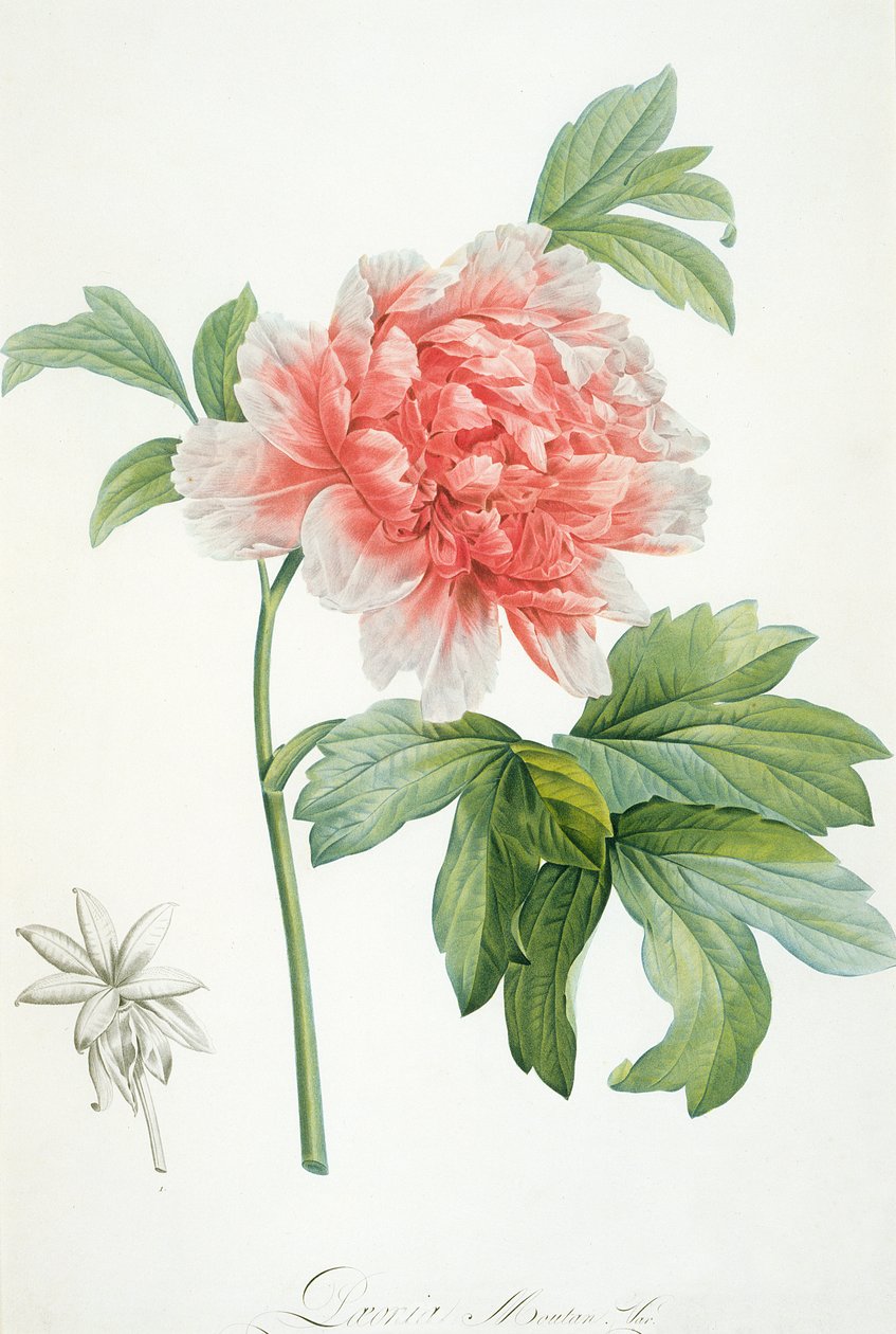 Peonia, 1799 da Pierre Joseph Redouté