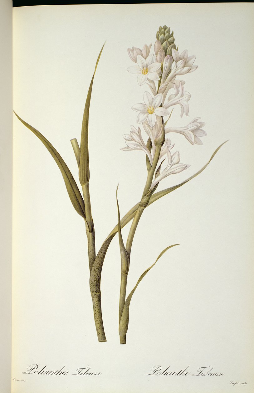 Polianthes Tuberosa, da 