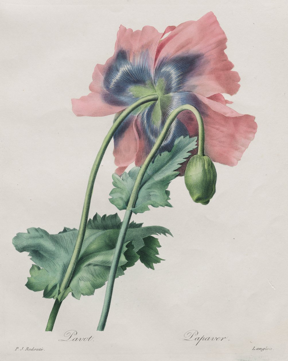 Papavero (Papaver), da Redouté da Pierre Joseph Redouté