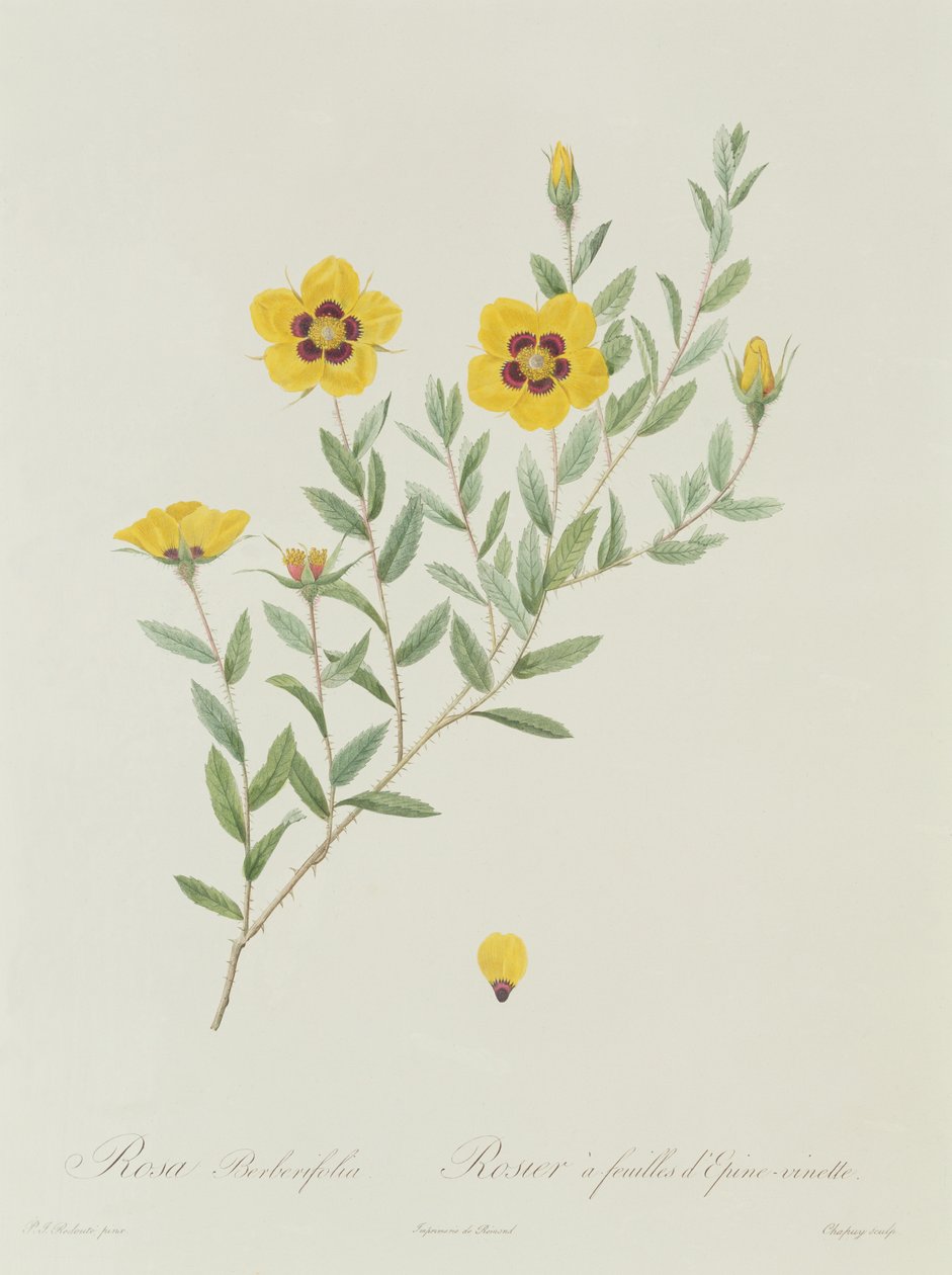 Rosa Berberifolia da Pierre Joseph Redouté