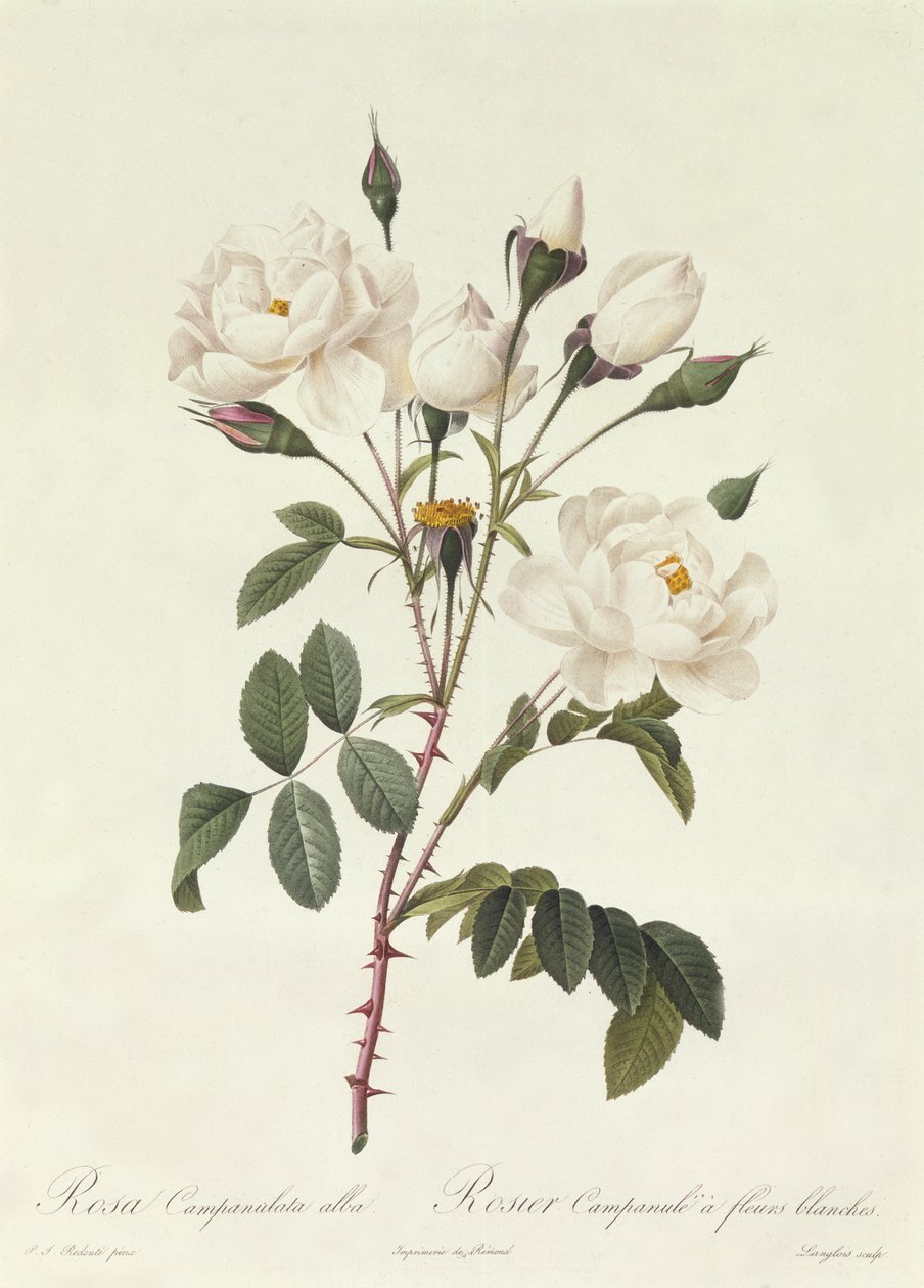 Rosa Campanulata Alba da Pierre Joseph Redouté
