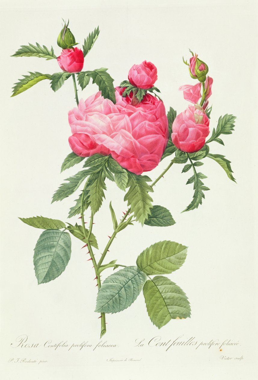 Rosa Centifolia Prolifera Foliacea da Pierre Joseph Redouté