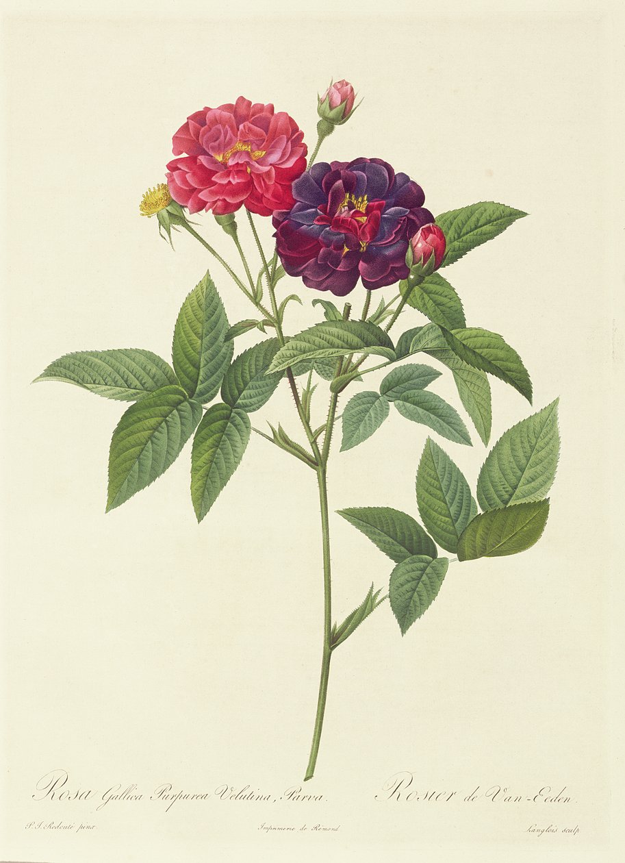Rosa Gallica Purpurea Velutina, Parva da Pierre Joseph Redouté