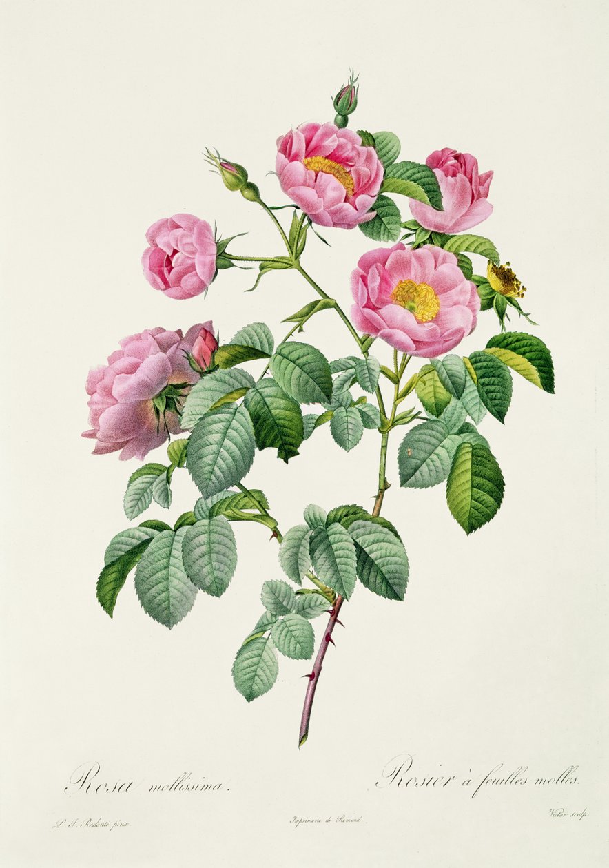 Rosa Mollissima, da 