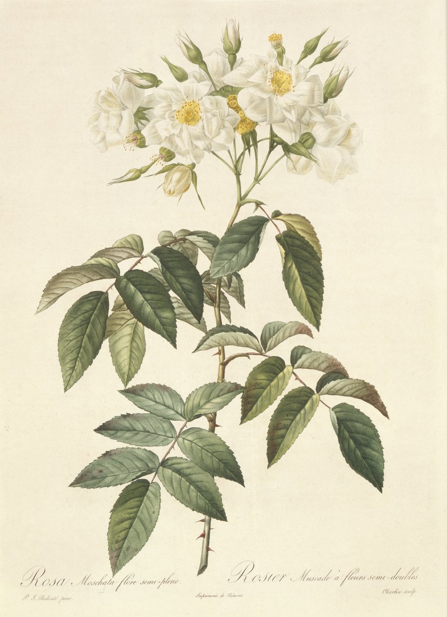 Rosa Moschata Flora Semi-Pleno da Pierre Joseph Redouté