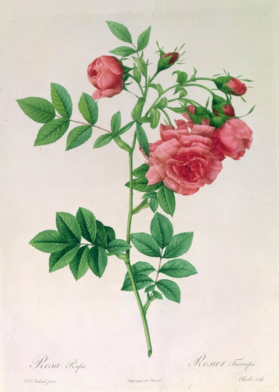 Rosa Rapa da Pierre Joseph Redouté