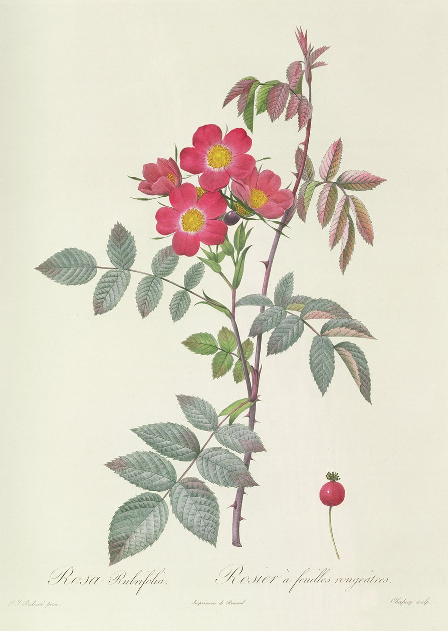 Rosa Rubrifolia da Pierre Joseph Redouté