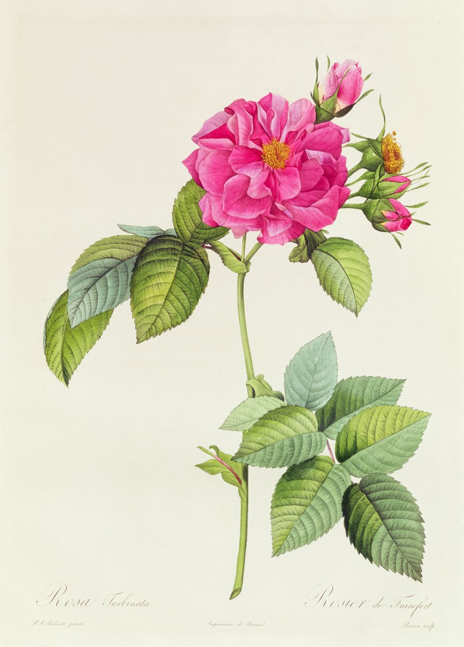 Rosa Turbinata da Pierre Joseph Redouté