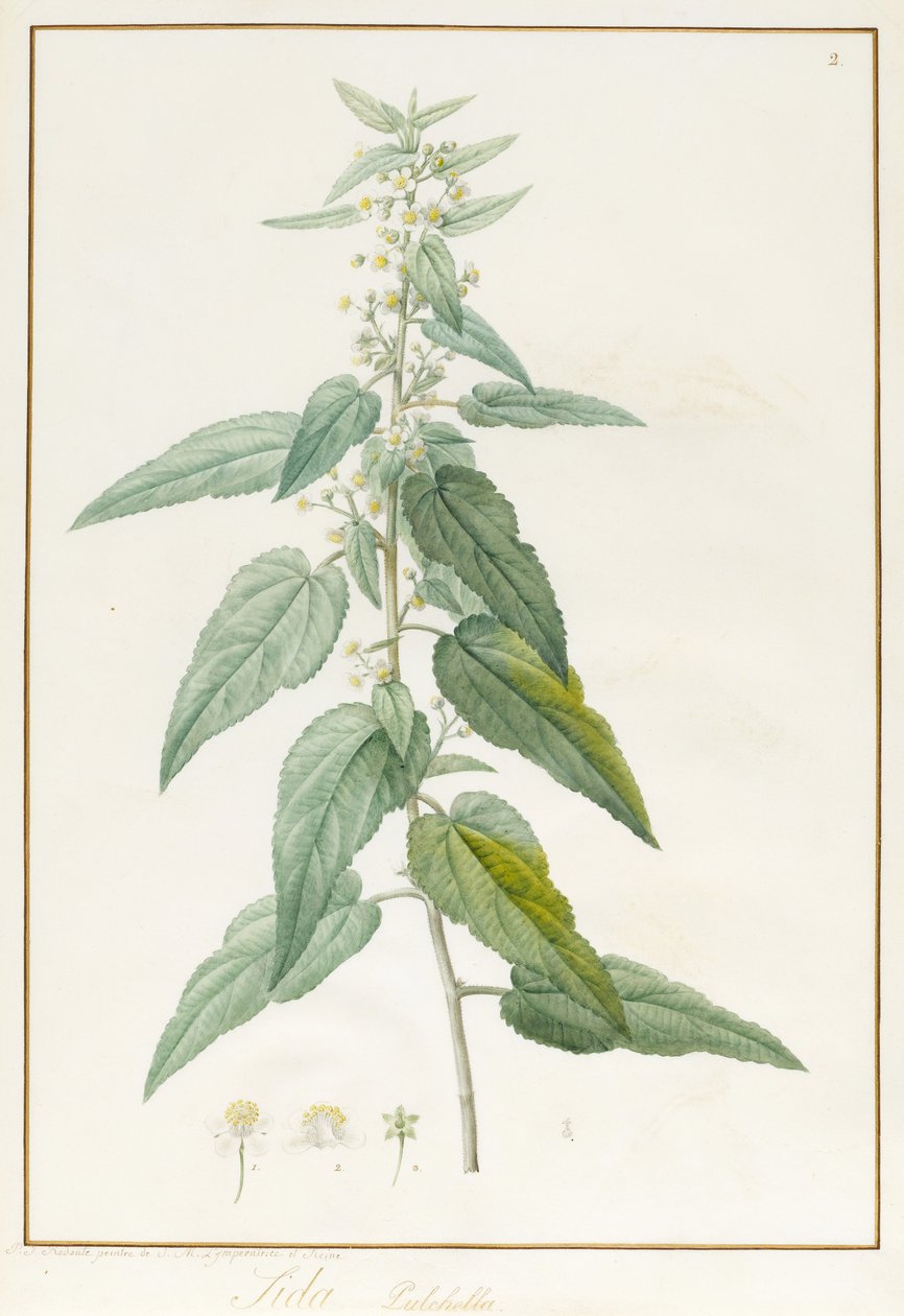 Sida Pulchella da Pierre Joseph Redouté