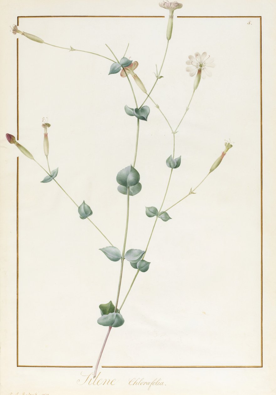 Silene Chloraefolia, 1810 da Pierre Joseph Redouté