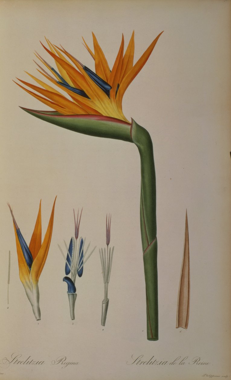 Strelitzia Reginae, da 