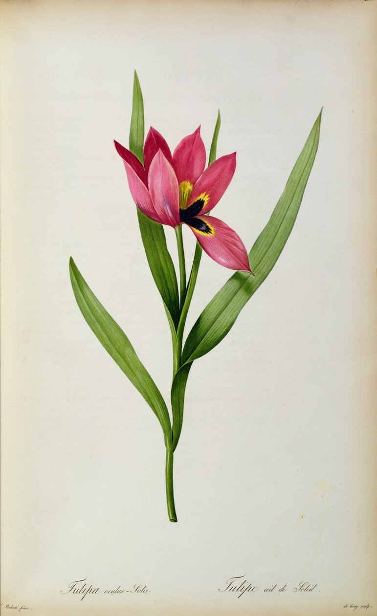Tulipa oculus-solis, da 